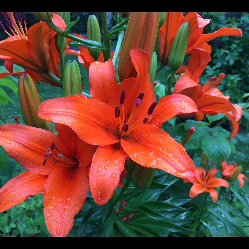 Meet your Posher, Carmen